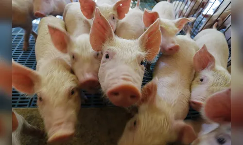 Suinocultura do PR tem destaque do modelo integrado com agroindústrias