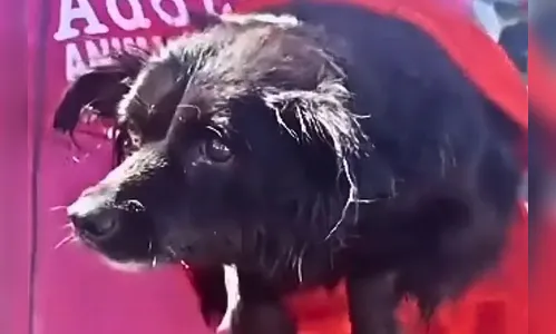 Cachorro salvo de enchente no RS fica ‘nadando’ no ar após resgate