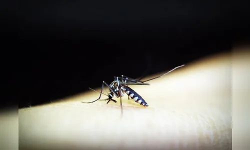 Brasil passa de 5 milhões de casos de dengue e 2,8 mil mortes