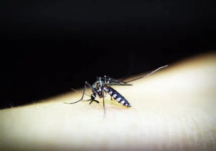 Uma pessoa pode ter dengue até quatro vezes ao longo de sua vida
