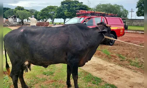 Mulher morre ao ser chifrada e pisoteada por vaca em sítio no Paraná