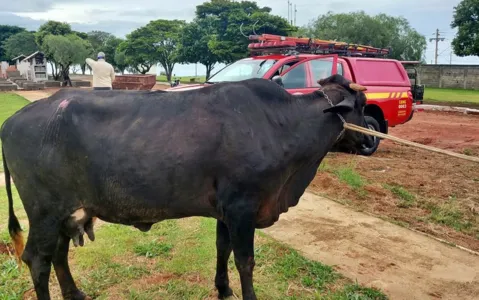 Vaca ataca e mata mulher no noroeste do Paraná