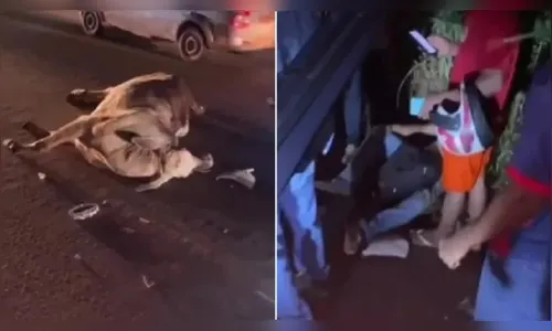 Vaca é atropelada e moradores cortam partes do animal para comer; veja