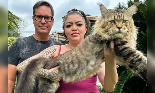 Candidato a maior do mundo, gato de 13 quilos vira atração em SP