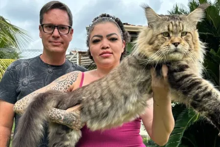 Xartrux tem seis anos e é um maine coon