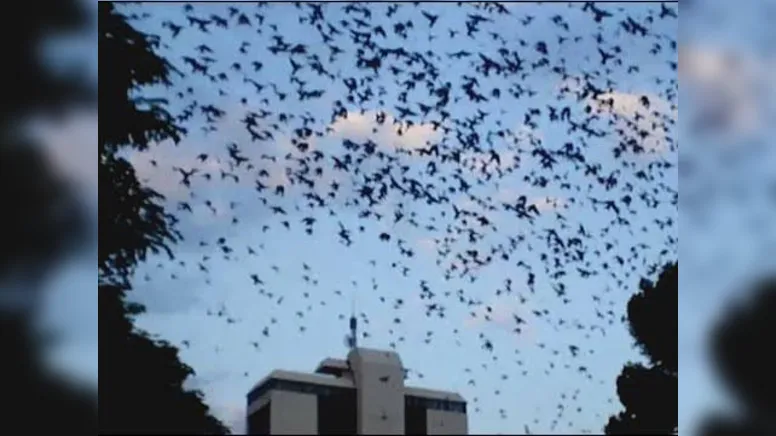 Imagem ilustrativa da notícia As andorinhas foram embora, mas o mau cheiro não