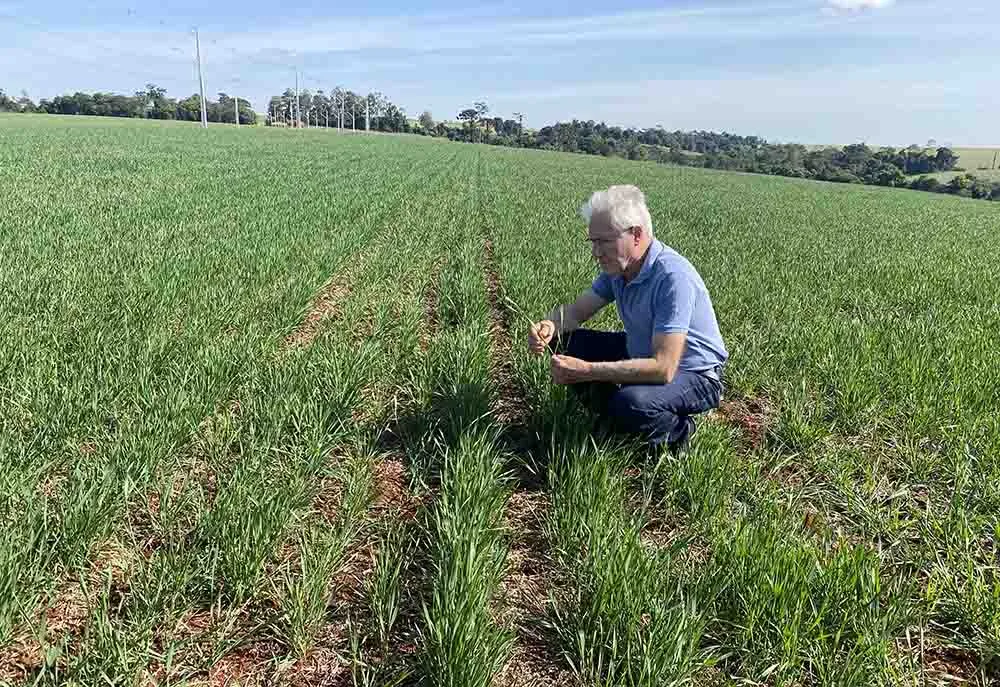 Área plantada no trigo é menor que a temporada passada