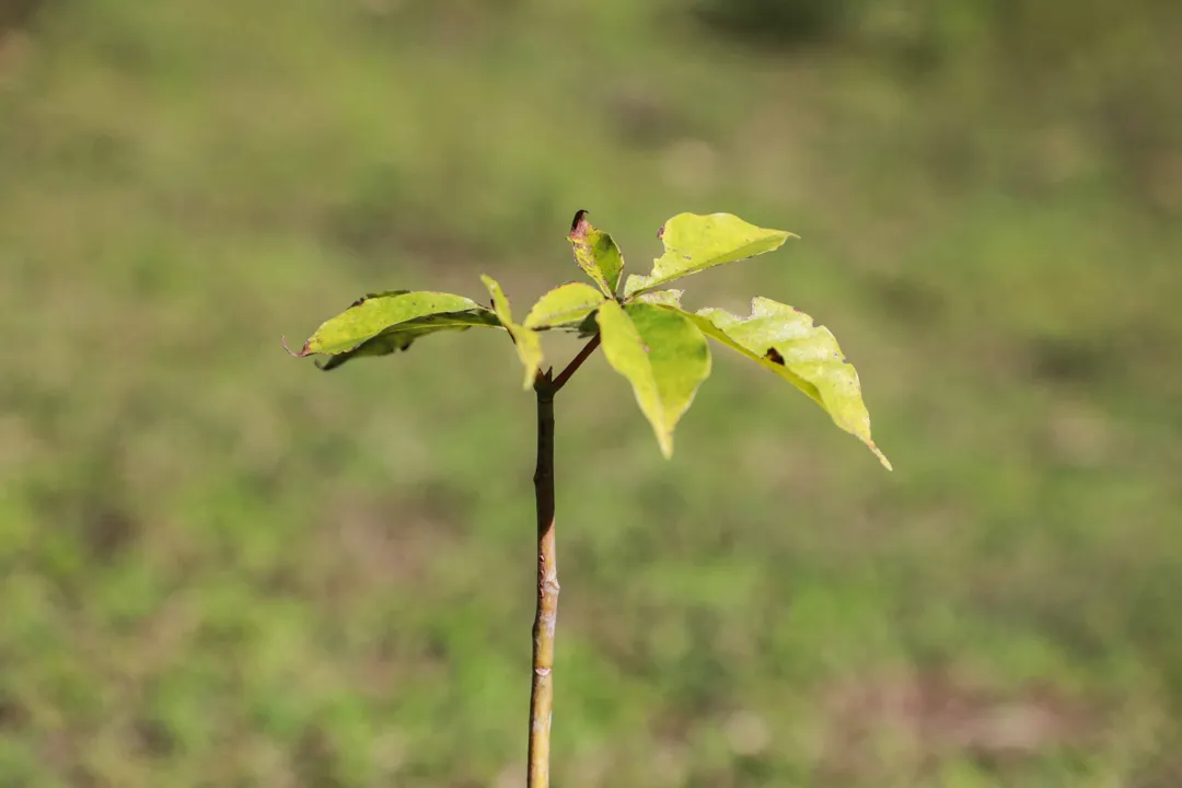 As plantas mais procuradas são as espécies frutíferas nativas