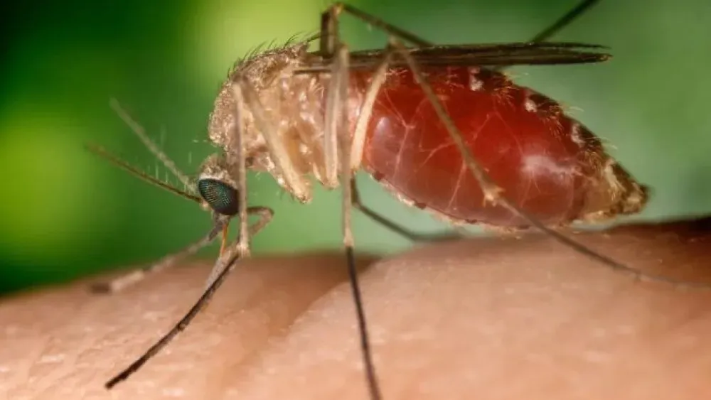 Casos de oropouche sobem 1650% em dez dias e deixam Saúde em alerta