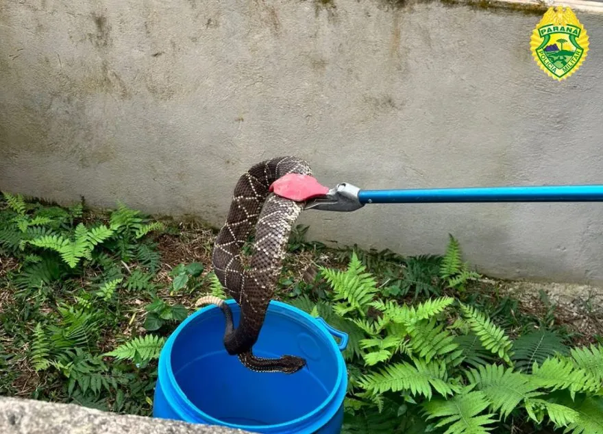 Duas cobras, sendo uma jararaca e uma cascavel, foram encontradas na residência