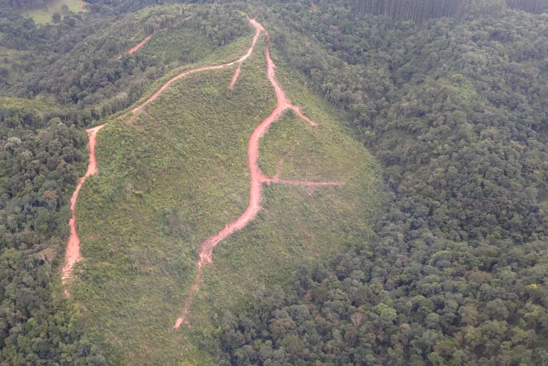 Junho: mês do meio ambiente; saiba mais sobre os crimes ambientais