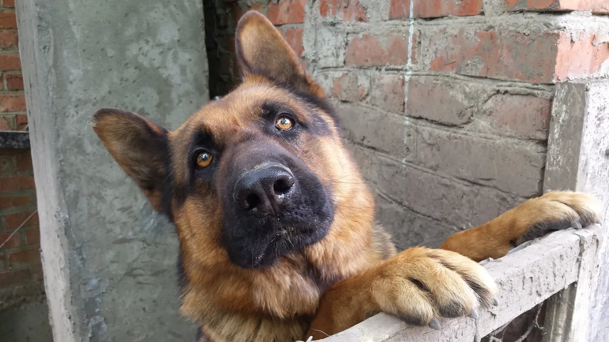 Maus-tratos a animais domésticos: o que diz a lei