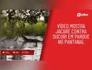 Confronto entre jacaré e sucuri no Pantanal viraliza na web; assista