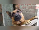 Maus-tratos a animais domésticos: o que diz a lei