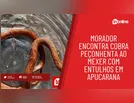 Morador encontra cobra peçonhenta ao mexer com entulhos em Apucarana