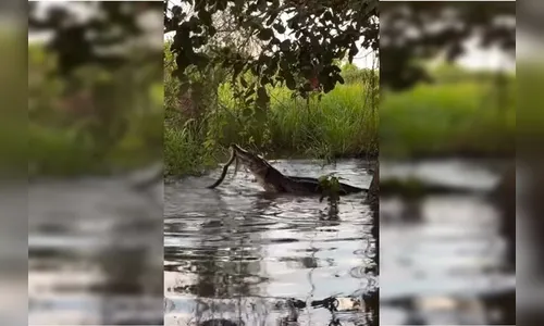Confronto entre jacaré e sucuri no Pantanal viraliza na web; assista