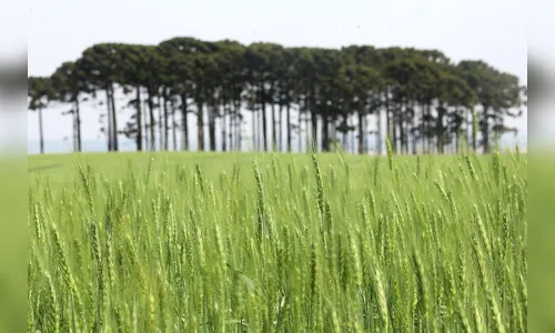 Com previsão de 334 mil toneladas, plantio de cevada avança no Paraná