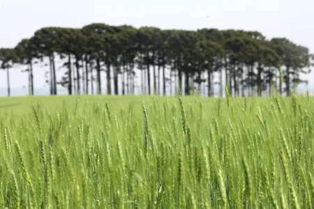 A estimativa é de que o Paraná plante 75,2 mil hectares de cevada