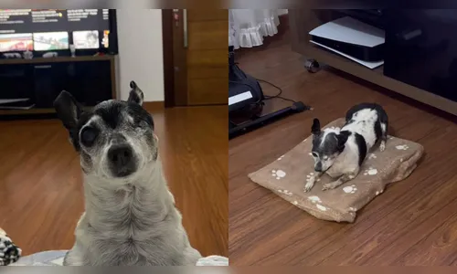 Você faria? Tutor empalha cão de estimação e vídeo choca web; assista