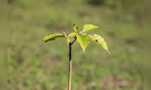 Municípios plantaram 87 mil árvores em ação do programa Asfalto Novo