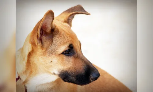 Serviço de streaming anuncia filme sobre cachorro caramelo; entenda
