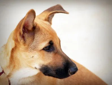 Cachorro caramelo será protagonista do filme