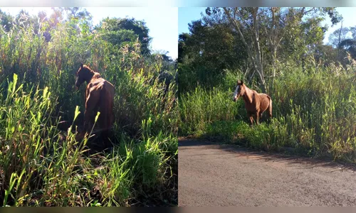 Moradores de Apucarana denunciam maus-tratos contra cavalos em bairros