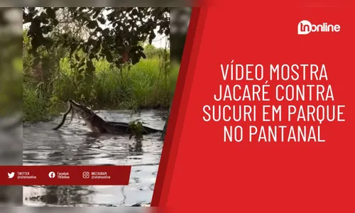 Confronto entre jacaré e sucuri no Pantanal viraliza na web; assista