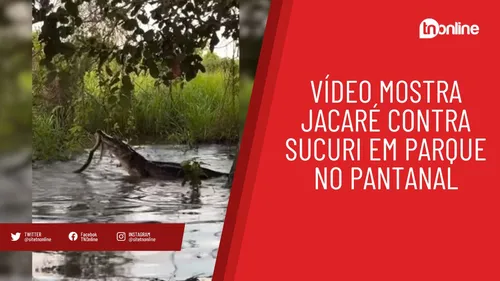Confronto entre jacaré e sucuri no Pantanal viraliza na web; assista