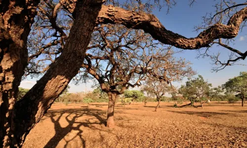 Dia do Meio Ambiente destaca enfrentamento à desertificação
