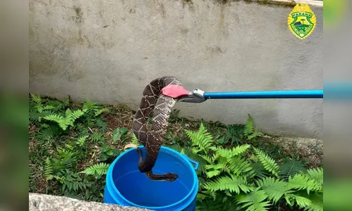 Homem que ‘criava’ cobras venenosas de forma ilegal é alvo de operação