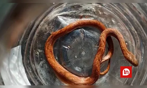 Morador encontra cobra peçonhenta ao mexer com entulhos em Apucarana