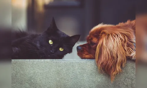 Animais de estimação influenciam construção civil no país; confira