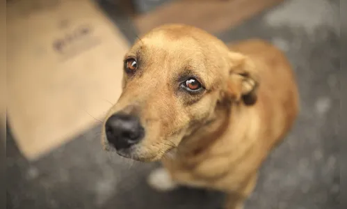 Polícia apura denúncia de suposto abuso sexual contra cadela