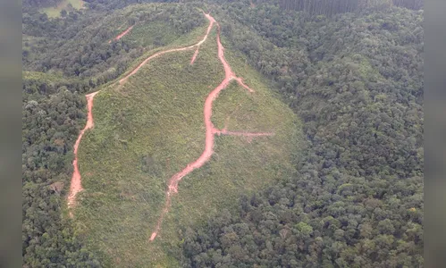 Junho: mês do meio ambiente; saiba mais sobre os crimes ambientais