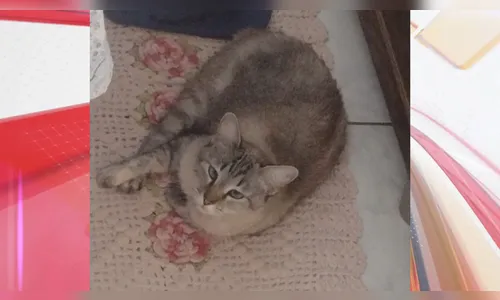 Moradores denunciam envenenamento de gatos no Jardim das Flores