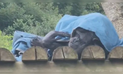 Animais do Zoológico de Curitiba ganham cobertas e pinhão; veja vídeo