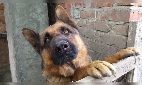 Maus-tratos a animais domésticos: o que diz a lei