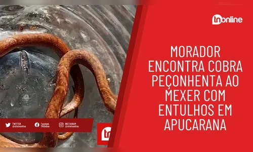 Morador encontra cobra peçonhenta ao mexer com entulhos em Apucarana