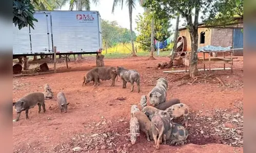 Porcos devoram corpo de caseiro assassinado; caso é investigado