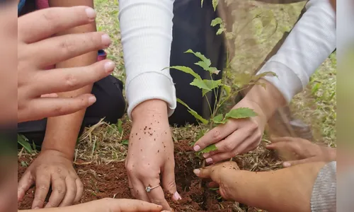 Com 9,8 milhões de mudas, Paraná ajuda a salvar 26 espécies ameaçadas
