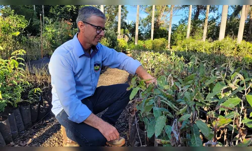 Em 6 anos, Viveiro Municipal distribuiu mais de 66 mil mudas