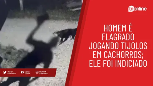 Revoltante! Homem é flagrando arremessando tijolos contra cachorros