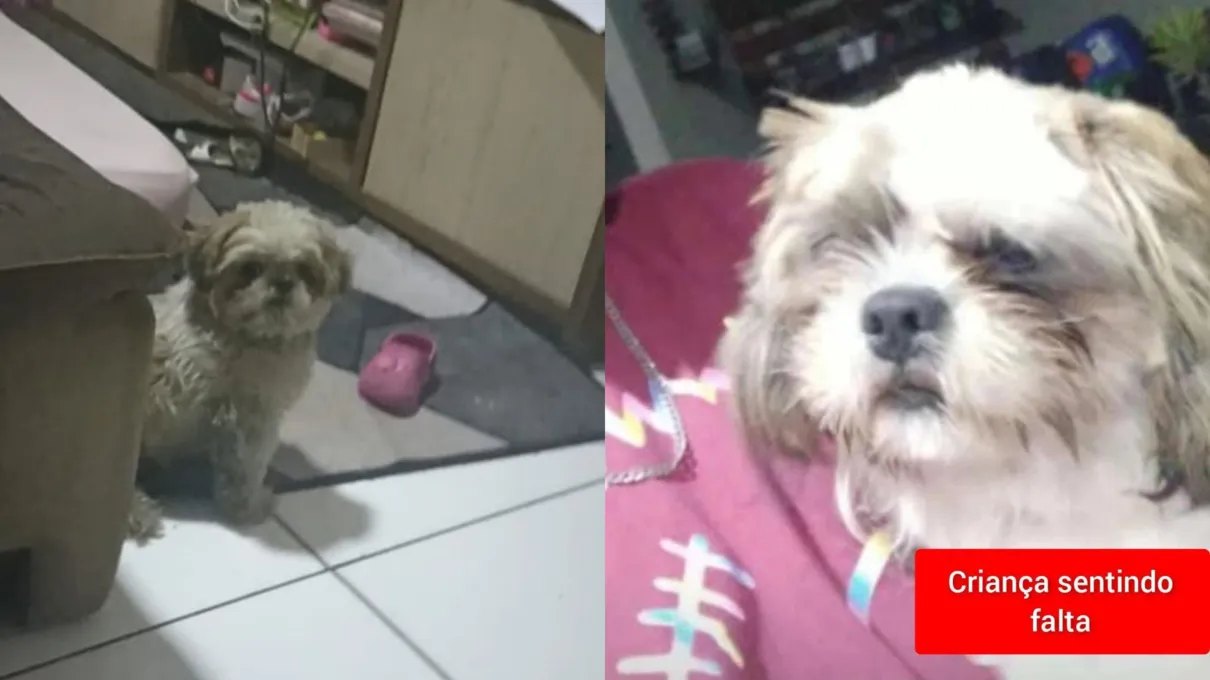 O pequeno cãozinho se chama Todinho