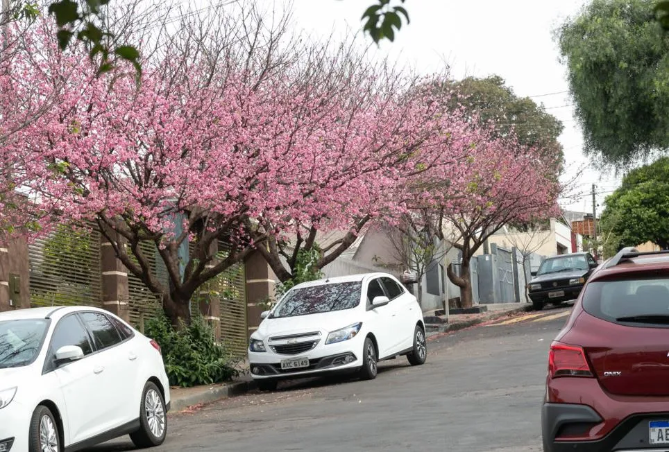 Sakura, ou cerejeira-ornamental, é árvore símbolo do Japão