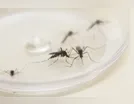 Levantamento aponta risco médio de infestação da dengue em Arapongas