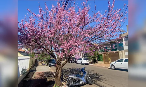Imigração Japonesa: florada das cerejeiras é apreciada em Apucarana