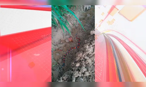 Cobra mais venenosa do país surge em escola e mobiliza bombeiros