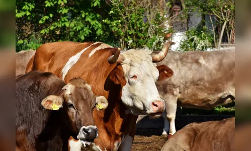 ‘Arroto do boi’ será taxado na Dinamarca; entenda o motivo