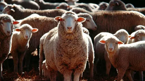 As ovelhas que estavam em gestação, utilizavam brincos romanos para identificação